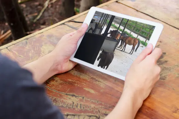 Watch live 24/7 via the horse webcams